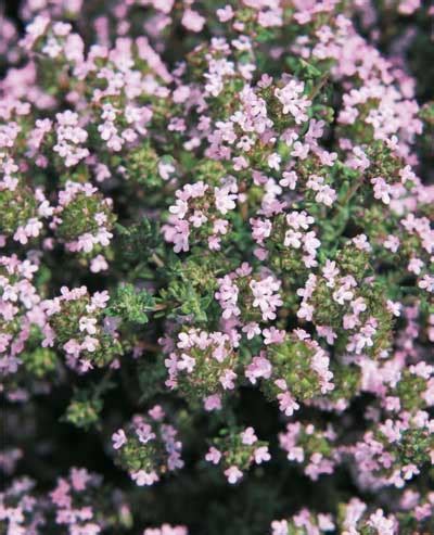 Thymus vulgaris (Common Thyme, Garden Thyme, German Thyme, Thyme ...