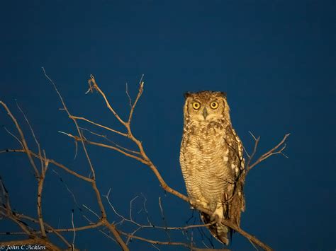 Speckled Eagle Owl Near Letaba Kruger National Park John Acklen