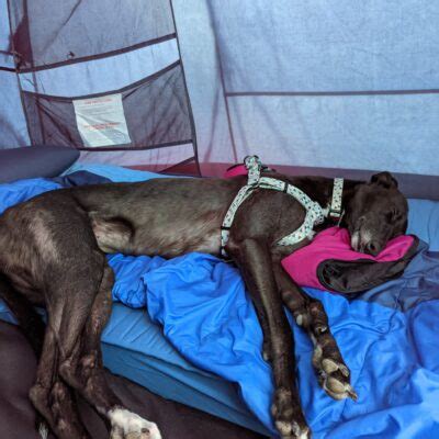 Mavis Mildenhall North East Cambridgeshire Greyhound Trust