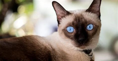 50 Beautiful Siamese Cat Names For Your Elegant Kitty