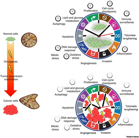 Interplay Between Circadian Clock And Cancer New Frontiers For Cancer