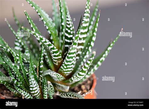 A Haworthia Big Band House Plant Stock Photo Alamy