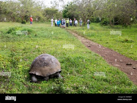 Tortue géante des Galapagos Chelonoidis Nigra et les touristes El