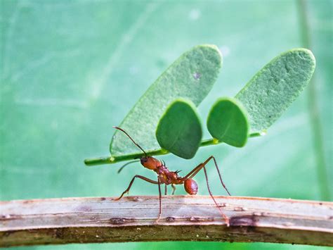 Leafcutter Ants Have Evolved Defences To Fight Parasitic Fungus Study