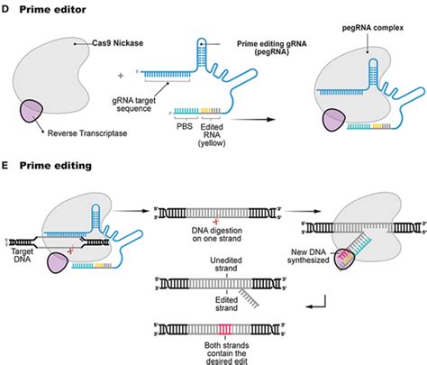 Prime Editing Successfully Corrects Sickle Cell Mutation