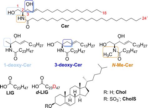 Structure Of Natural N Lignoceroyl Sphingosine Cer Ns In Motta