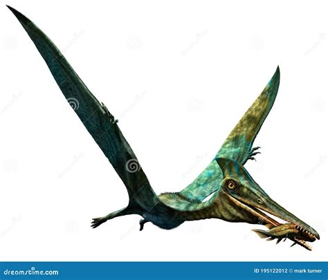 Ilustra O Pterodactylus Dinossauro Pr Hist Rico D Ilustra O Stock