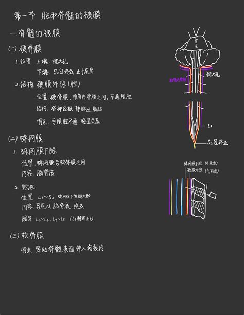 系统解剖学 霍琨老师笔记 神经系统 第二十章 脑和脊髓的被膜血管及脑脊液循环 知乎