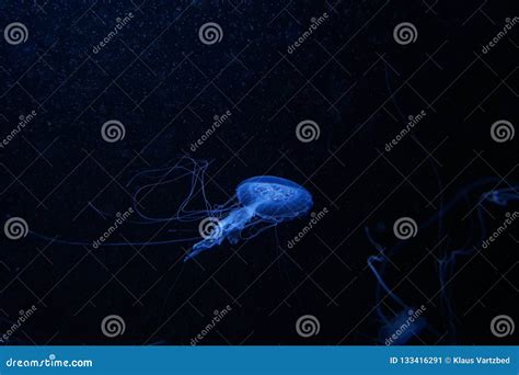 Blue Jelly Fish In Dark Water Stock Image Image Of Marine Dangerous