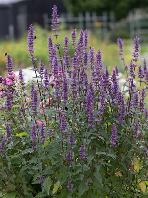 Stauden Stade Versand Shop Agastache Foeniculum Purple Haze