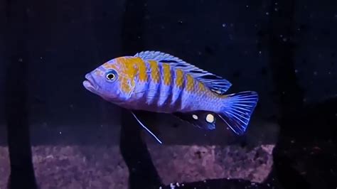 Cynotilapia Zebroides Cobue Nols Akvariehobby YouTube