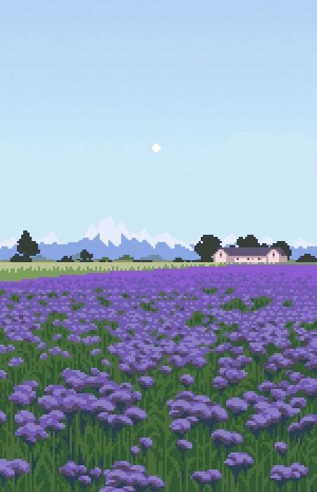 A Field Full Of Purple Flowers Under A Blue Sky