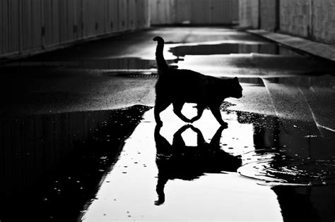 The Mysterious Lives Of Cats Captured In Black And White Photography ...