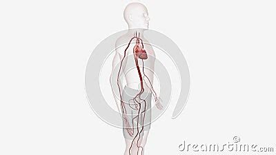 Arteries Are Strong Muscular Blood Vessels That Supply Oxygen Rich