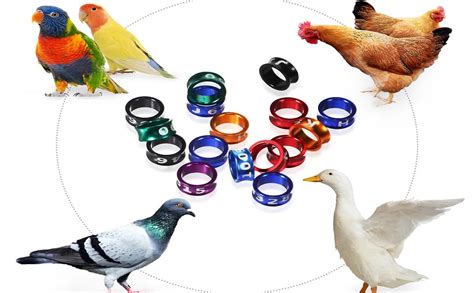 Amazon Mipcase Pcs Quail Leg Bands Rings Mm Chicken Leg Bands