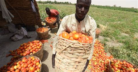 Afrique la sécurité alimentaire menacée par l agrobusiness L Express