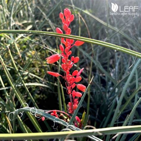 Red Yucca – Leaf Landscape Supply