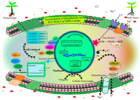 Ijms Free Full Text Grain Legumes And Fear Of Salt Stress Focus On