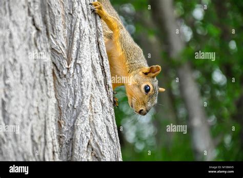 Tree climbing fox hi-res stock photography and images - Alamy