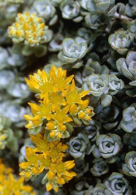 Stonecrop Cape Blanco Stock Image C0012215 Science Photo Library