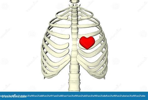 Skeleton Human Bones Rib Cage Spine The Heart Is Inside On White