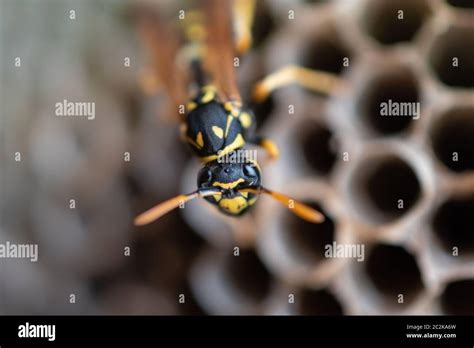 Wasp sting allergy hi-res stock photography and images - Alamy