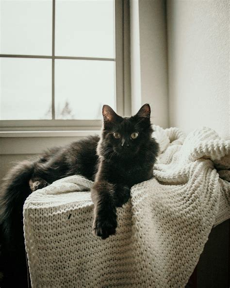 15 Black Cat Breeds Perfect for Any Home | PetSafe®