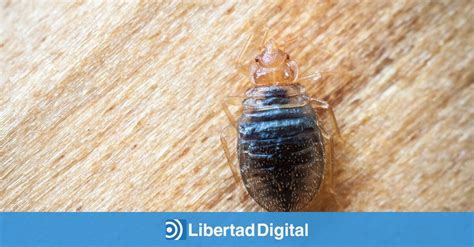 Una Plaga De Chinches Asola Par S Un Infierno En Hospitales Cines O