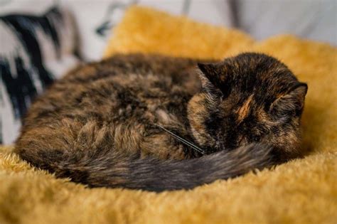 Kent Puss Flossie Is Named World S Oldest Cat