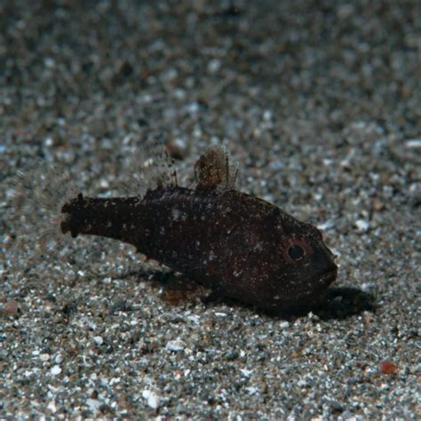 ORA Captive Bred Pajama Cardinalfish Fish And Coral Store