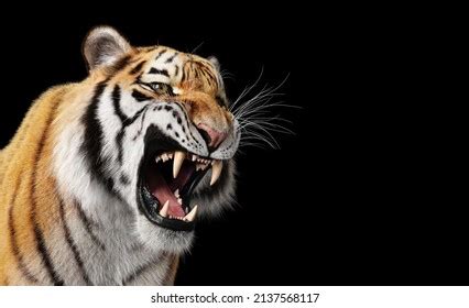 9,265 imágenes, fotos de stock, objetos en 3D y vectores sobre Tiger roar portrait | Shutterstock