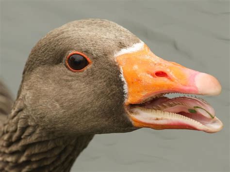 Do Geese Have Teeth? (All You Need To Know) | Birdfact