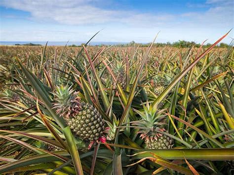 Explore Pineapple Plant Varieties for a Tropical Paradise