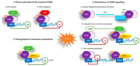 Ijms Free Full Text Endocrine Disrupting Chemicals Effects In