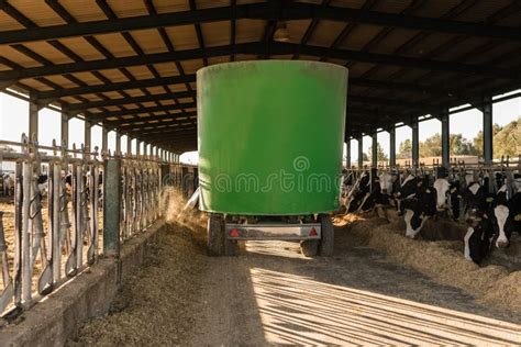 Special Truck Pouring Piles Of Feed For Dairy Cows In A Cowshed At A