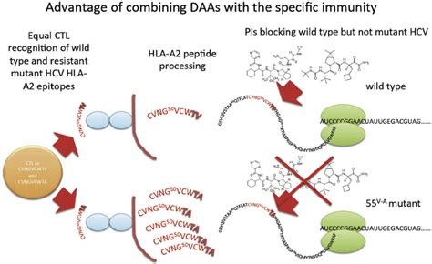 An Example On How The Hcv Specific T Cell Response Can Recognize Daa