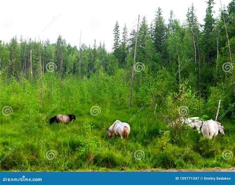 A Small Herd Of Yakut Horses Of The Swamp Near The Taiga Northern