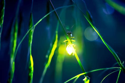 Светлячок Firefly Lighting Bugs Glow Worm Firefly Lights