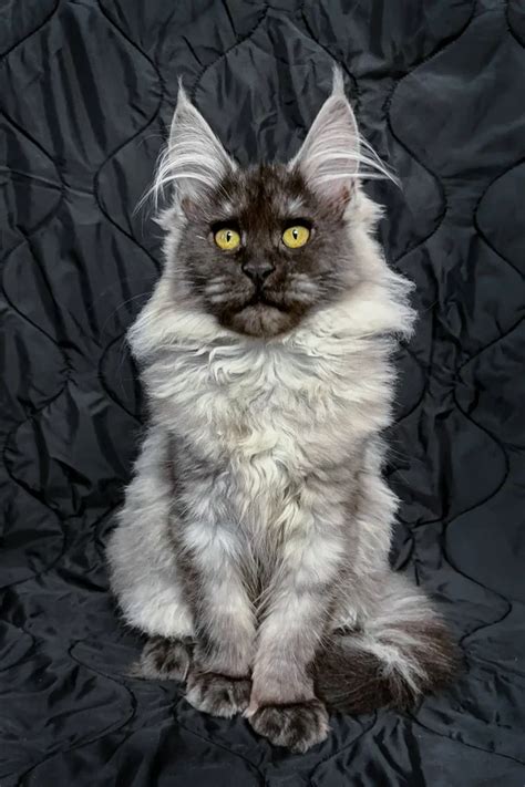 maine coon kittens  sale texas