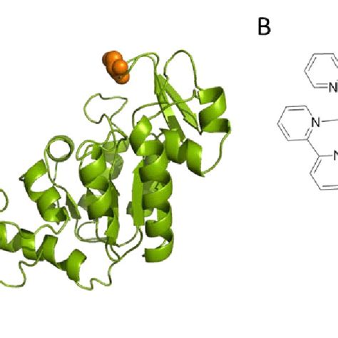 A. Structure of Phosphoglycerate kinase (3PGK): Red line represents the ...