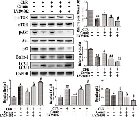 Effect Of Pi3k Inhibitor Ly294002 On Autophagy Post Rats Cir Injury