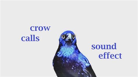 Crow Sound Effect - Videohive , After Effects,Pro Video Motion