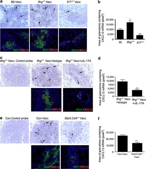 Interleukin Il Promotes C X C Motif Chemokine Ligand Cxcl