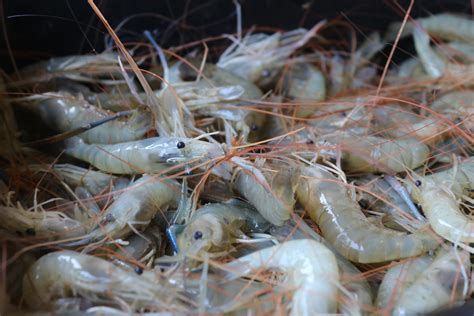 Freshwater Prawn Farming