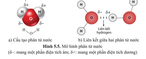 Lý thuyết cấu tạo và tính chất của nước sinh 10