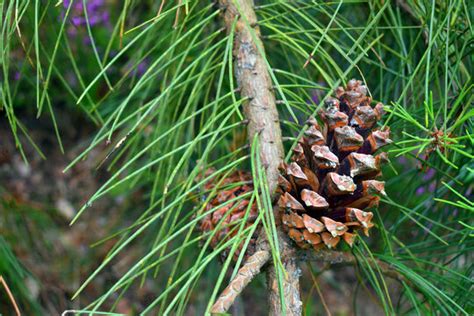 Pinus Pinaster Images Browse Stock Photos Vectors And Video