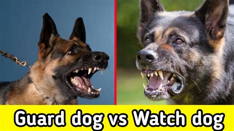 Whats The Difference Between A Guard Dog And Watchdog