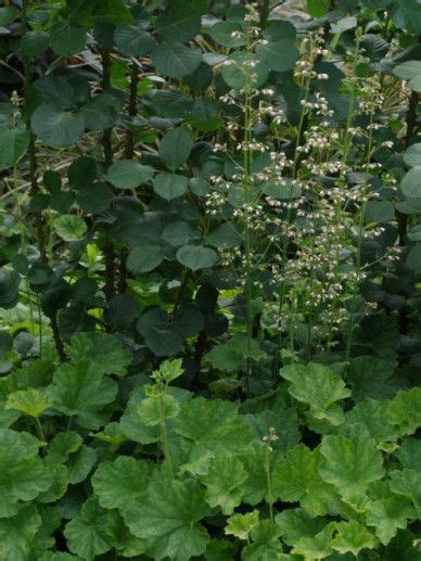 Heuchera Apple Blush Purperklokje Bloemenpark Appeltern