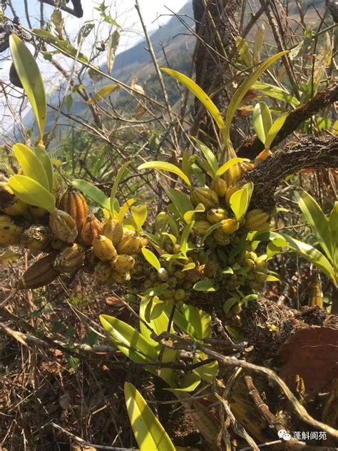 国家重点一级保护野生植物，“长的像锤子似的石斛” 关注森林