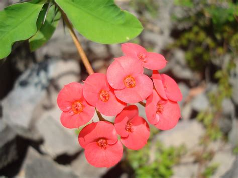 sancarlosfortin: flor de planta corona de espinas